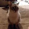 Diane Mcclenning - @dianemcclenning - TikTok