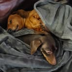 Diane Leslie - Facebook