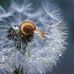 Diane Littel - Facebook