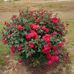 Diane Locklear - Facebook