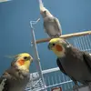 Diane - @diane.lopes189 - TikTok