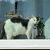 Diane Lopes - Facebook
