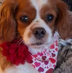 Diane Lyons - Facebook