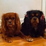 Diane Macdonald - @dianecollinsmacdonald - Instagram