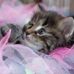 Diane Major - Facebook