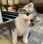 Diana Markus - Facebook