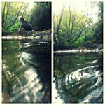 Diane Maxey - @frequirr - Instagram