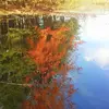 Diane McCann - @diane.mccann1 - TikTok