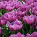 Diane McClain - Facebook