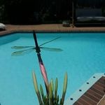 Diane McDowell - @dianemcdowell29 - Instagram