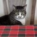 Diane McElwee - Facebook