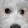 dianemcgowan75 - @dianemcgowan75 - TikTok