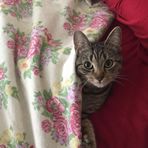 Diane Meriwether - Facebook