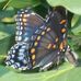 Diane Messinger - Facebook