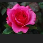 Diane Millard - @dianemillard511 - Instagram