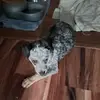 𝓓𝓪𝓷𝓮𝓮 - @danee_minyard - TikTok