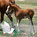 Diane Chaffee Moorhead - @diane.c.moorhead - Instagram