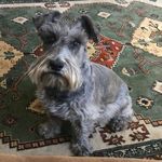 Diane Needham - @needham6254 - Instagram