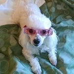 Diane Needham - @needham944 - Instagram