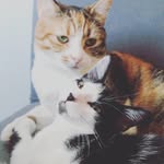 Diane Noel - @plume_and_flocky - Instagram