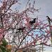 Diane Noone - Facebook