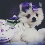 Diane Nuss - @fur_friends_couture - Instagram