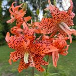 Diane Nuss Nettles - @nettlesdianenuss - Instagram