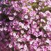 Diane Oberg - Facebook