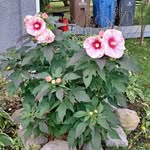 Diane Petit - @dianepetit8 - Instagram