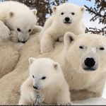 Diane Pickering - @mamapickering3 - Instagram
