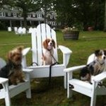 Diane Plourde - @dmplourde - Instagram