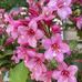 Diane Poling - Facebook