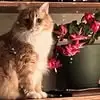 Gigi - @dianepolk26 - TikTok