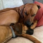 Diane Pollock - @velvetveloceraptor - Instagram