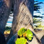 Diane Pooles - @dianepooles - Instagram