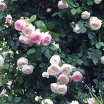 Diane Pringle - @pringlediane - Instagram