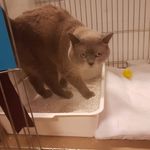 Priorykitz Cattery UK - @diane_priorykitz_webb - Instagram