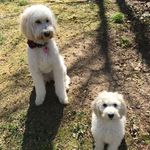 Diane proia - @doodlegurls - Instagram