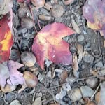 Diane DeSantis Quist - @dianequist - Instagram