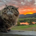 Diane Rahn - @drahn525 - Instagram