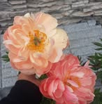 Diane Rexroad Massey - Facebook