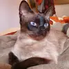 diane Ribeiro - @dianeeribeiro - TikTok