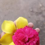 Diane Ribeiro - @diane.ribeiro.1023 - Instagram