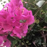 Diane Rickhuss - @diane.rickhuss._ - Instagram