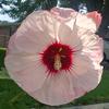 Diane Rickman311 - @dianerickman311 - TikTok