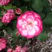 Diane Ringler - Facebook