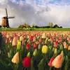 Diane Ringling - @diane.ringling - TikTok