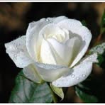 Diane Ringuette - Facebook
