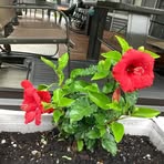 Diane Rioux - Facebook