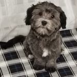 Diane Rioux - @brothertondc - Instagram